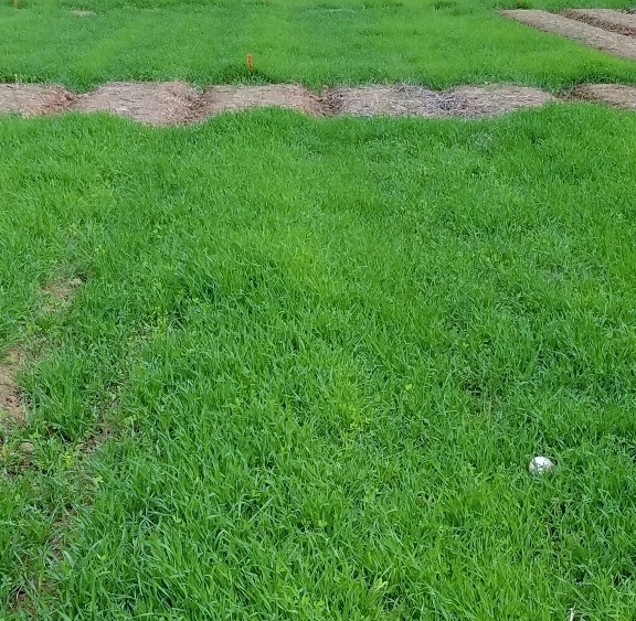 Researchers evaluate cover crop benefits 